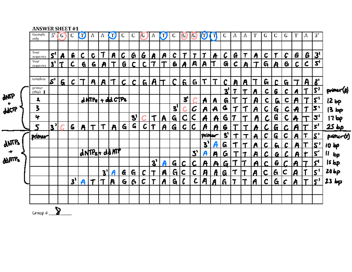 answer-sheet-1-3-4-answer-sheet-example-only-5-g-c-t-a-a-t-c-c-g-a