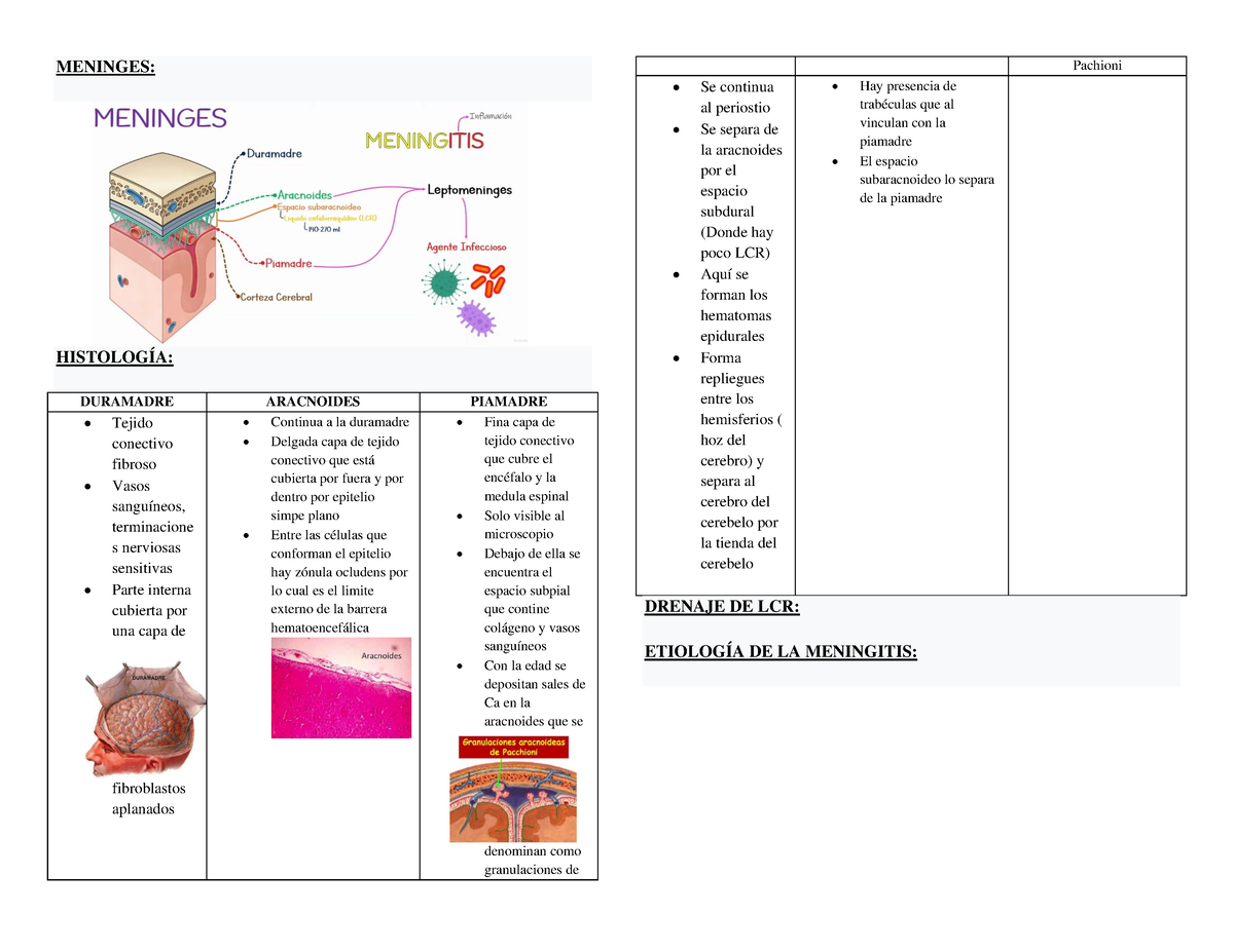 histología de las granulaciones aracnoideas