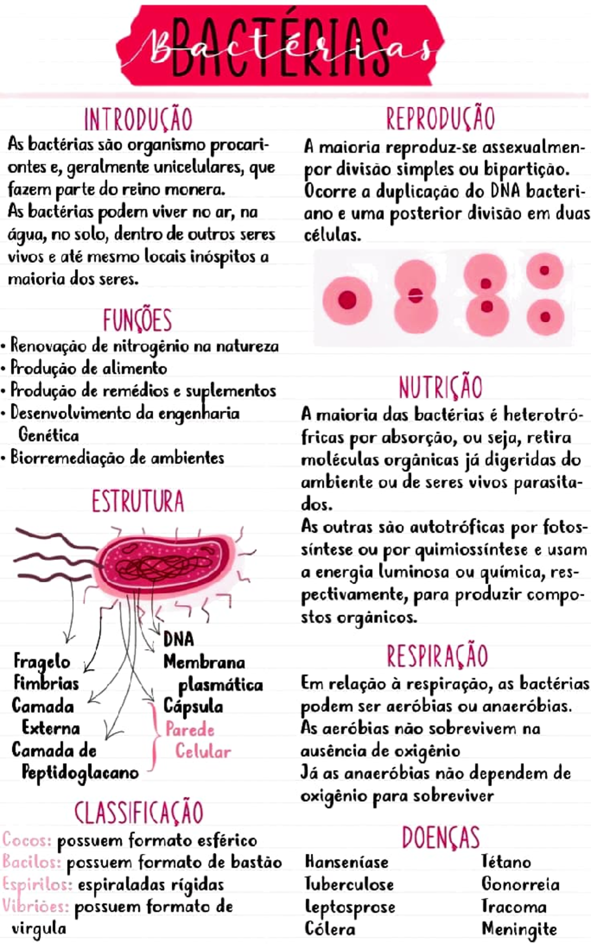 Biologia molecular - Becteias INTRODUÇÃO As bactérias são orqanismo ...