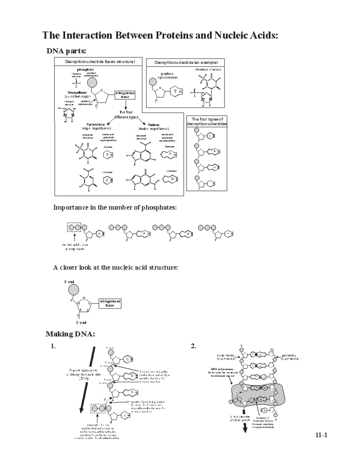 11Proteins and Nucleic Acids The Interaction Between Proteins and