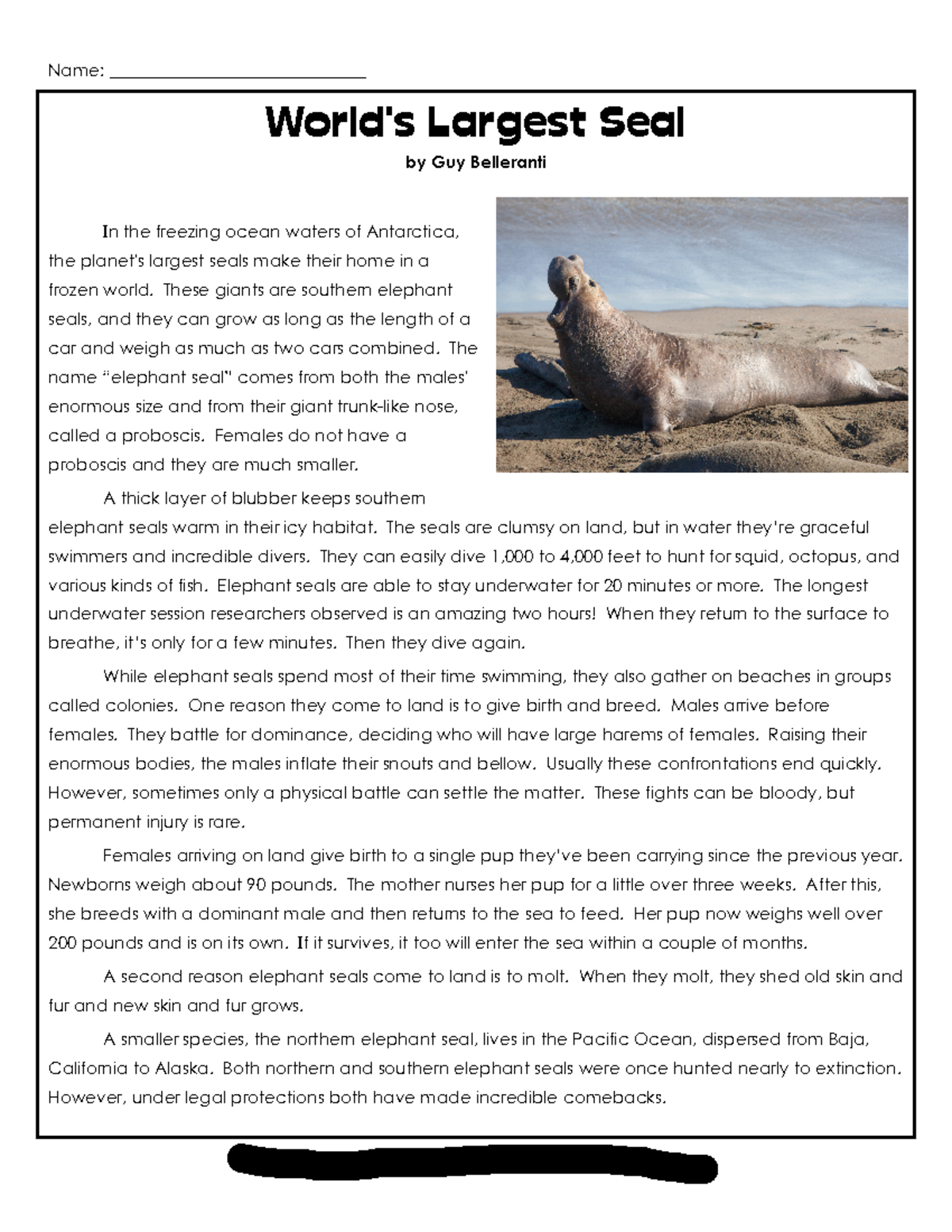 Yr 8AB Revision Comprehension- elephant-seals - World's Largest Seal by ...