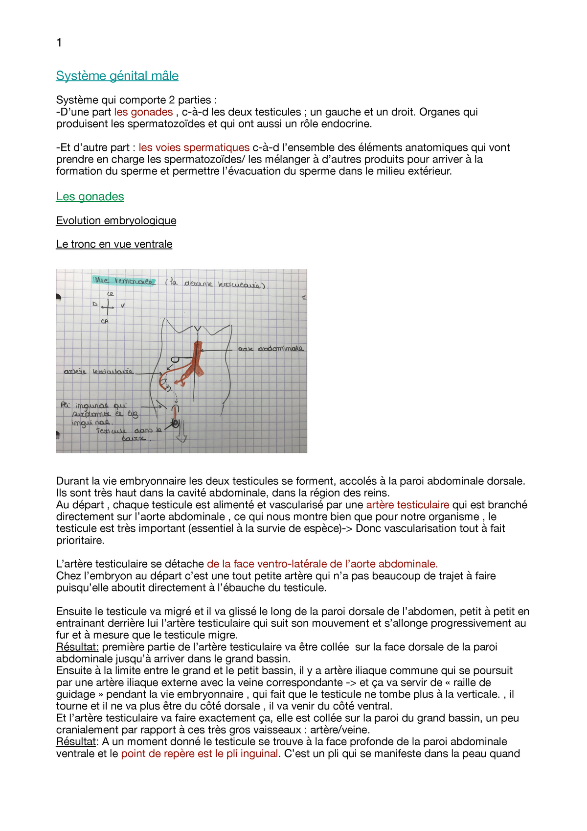 Système Génital Mâle Système Génital Mâle Système Qui Comporte 2 Parties Dune Part Les 