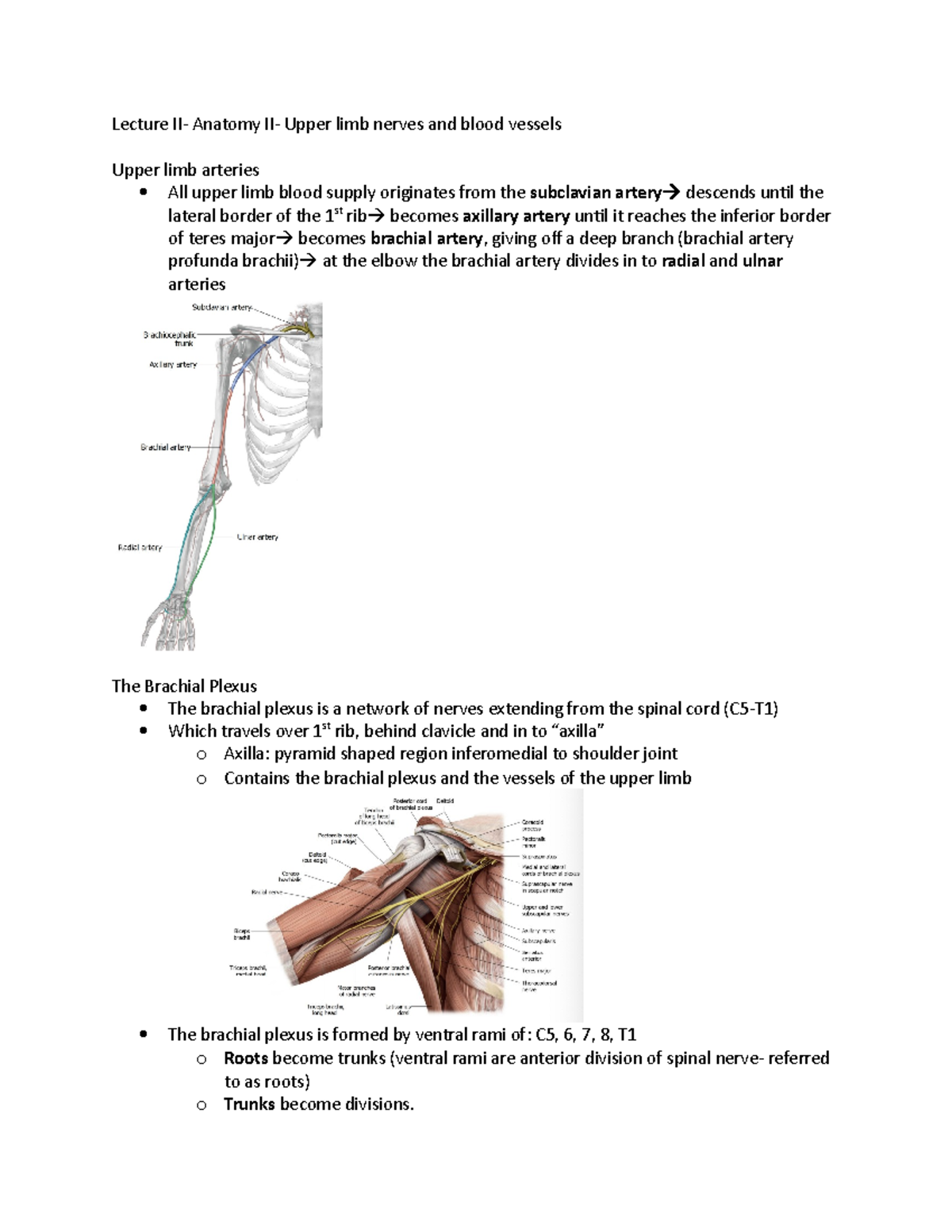 Lecture 2- Upper limb nerves and BV-Anatomy II - Lecture II- Anatomy II ...