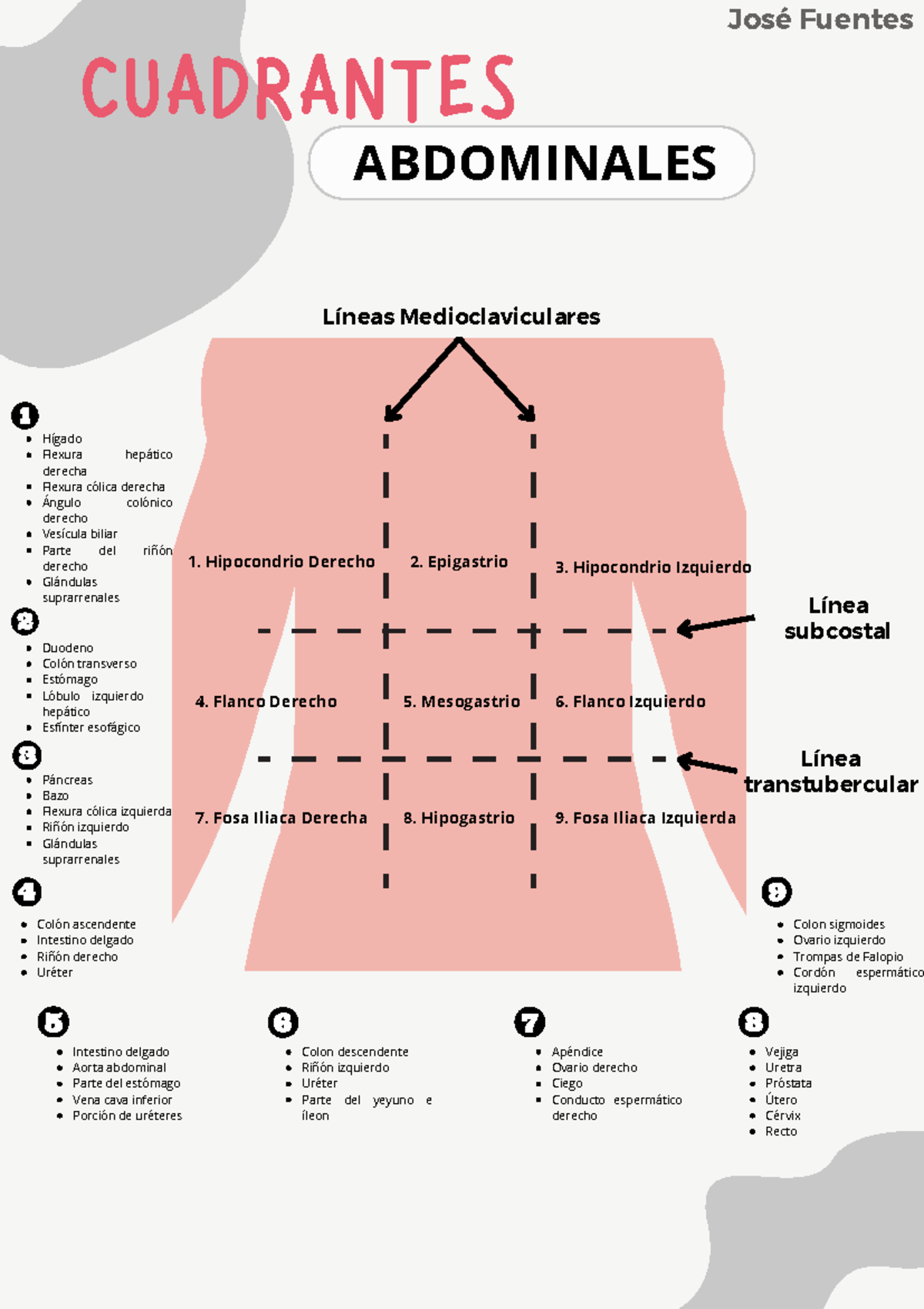 Cavidadabdominopélvica - Línea transtubercular CUADRANTES José Fuentes ...