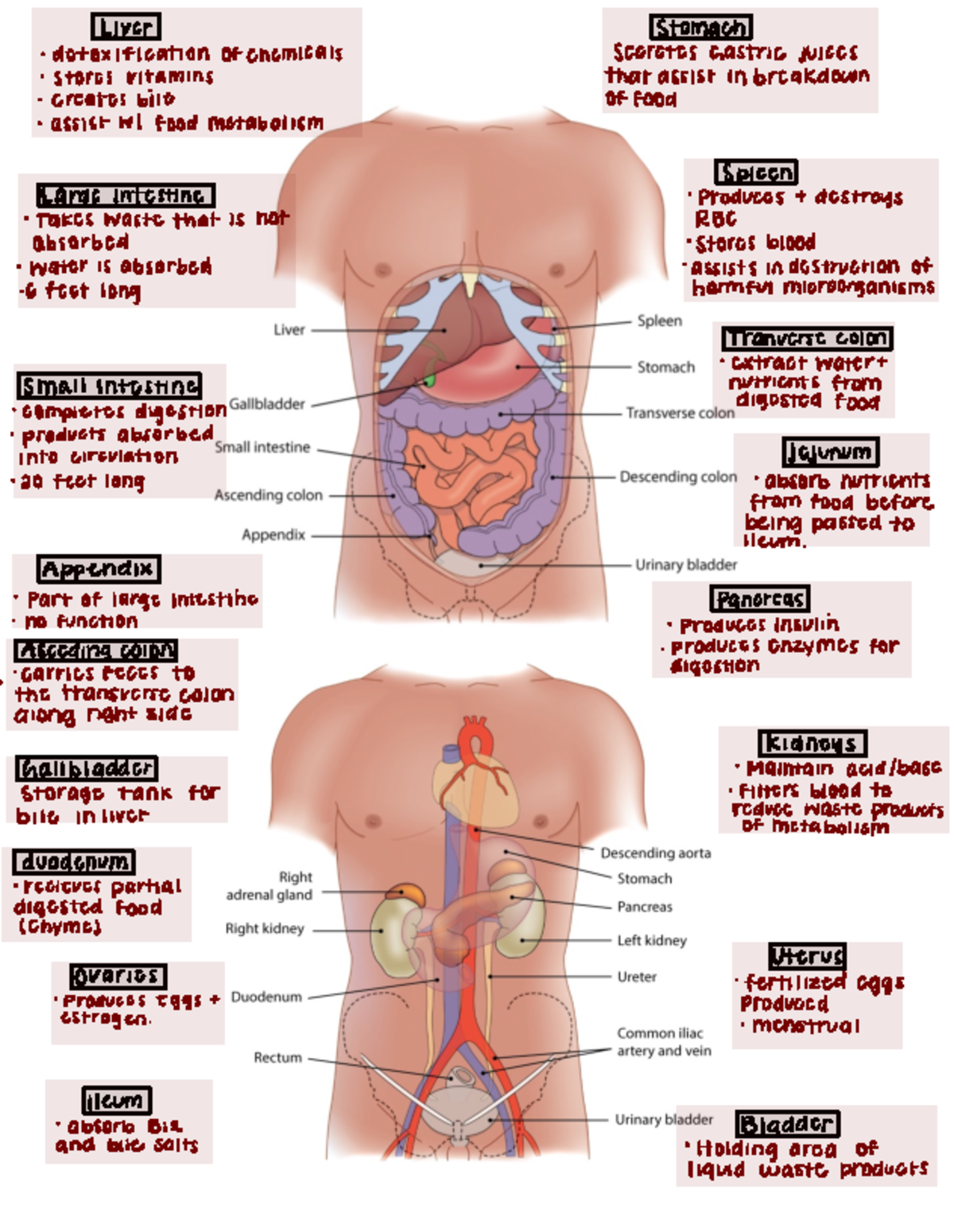 Abdomen Guide - Not applicable - Liver stomach detoxification Of ...