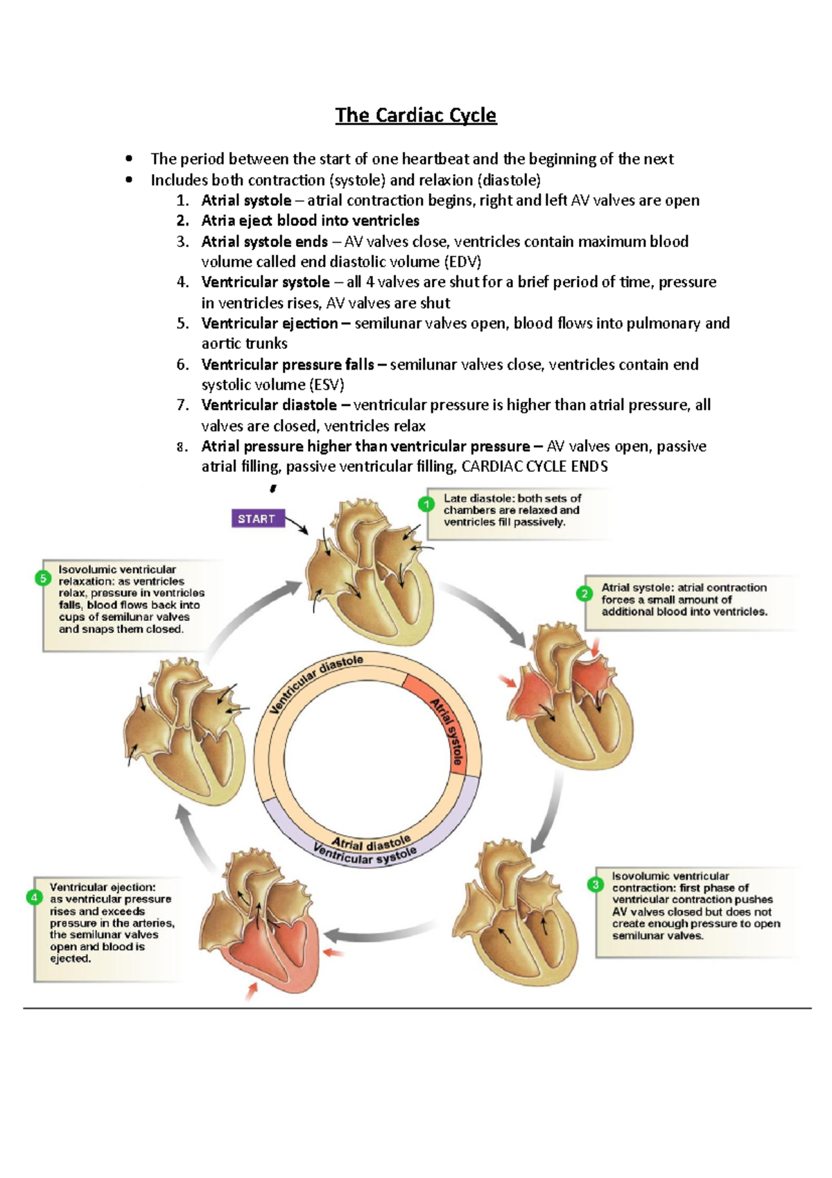 The Cardiac Cycle Lecture Notes for 2018/2019 - The Cardiac Cycle The ...