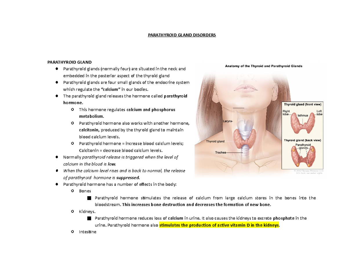 Parathyroid Handout NCM 117 - PARATHYROID GLAND DISORDERS PARATHYROID ...