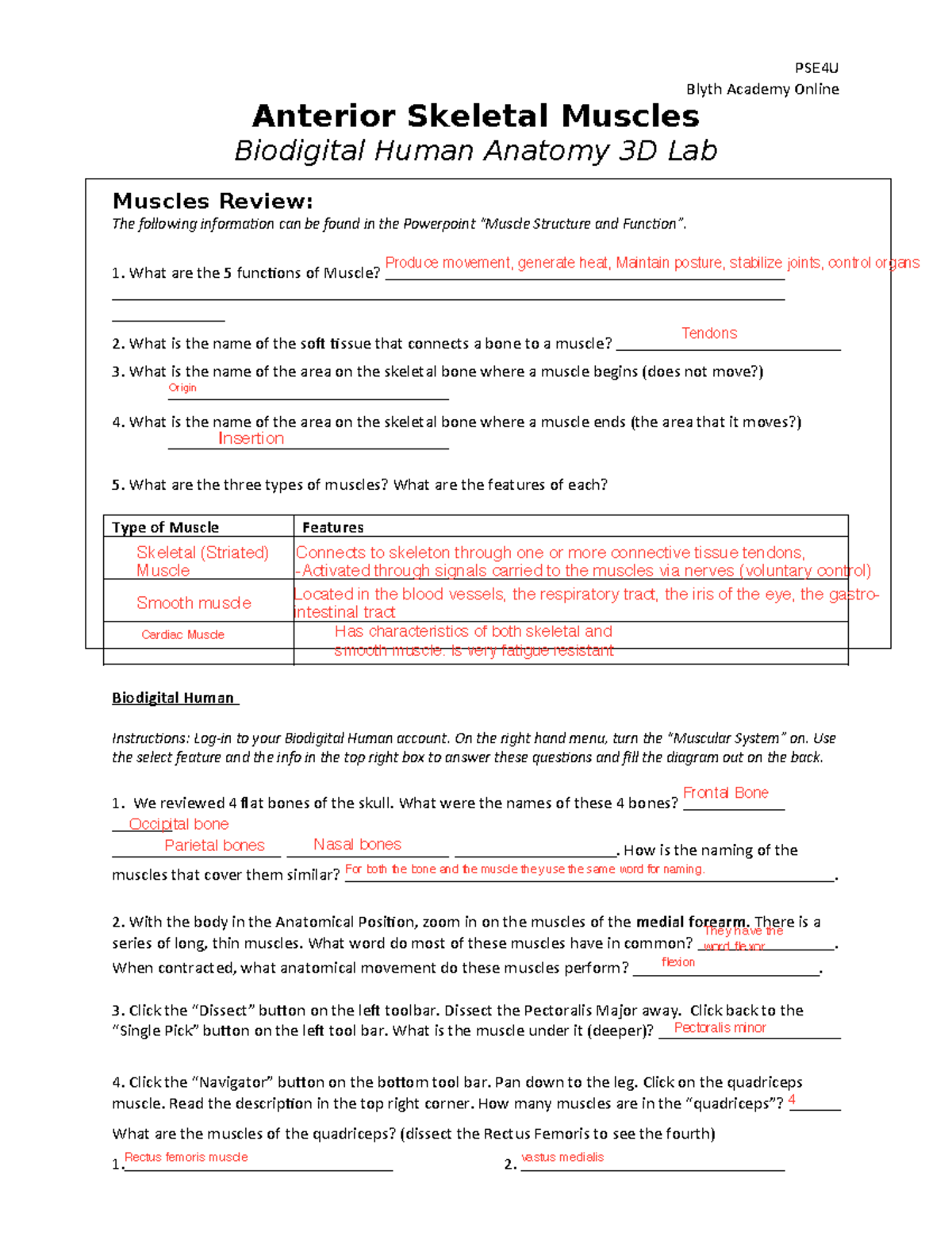 Anterior muslce lab - MUSCLE LAB - Blyth Academy Online Anterior ...