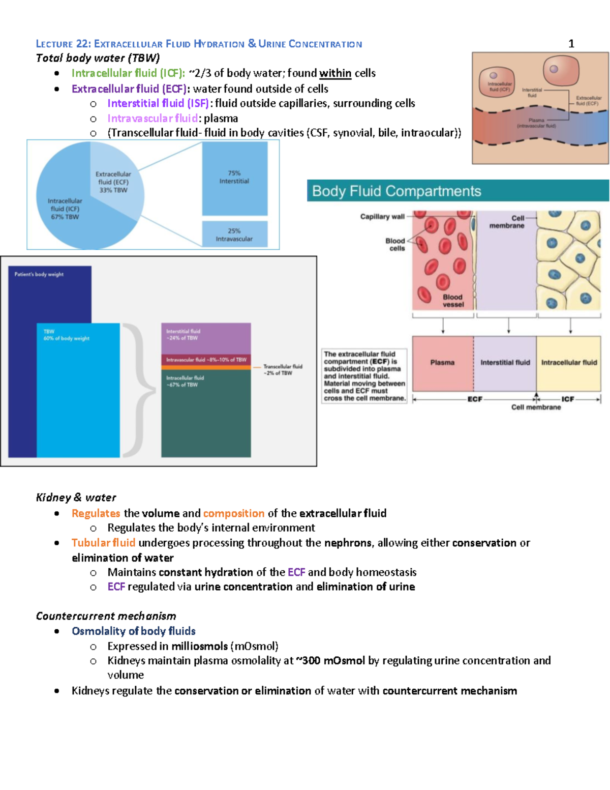 lecture-22-extracellular-fluid-hydration-urine-concentration-total