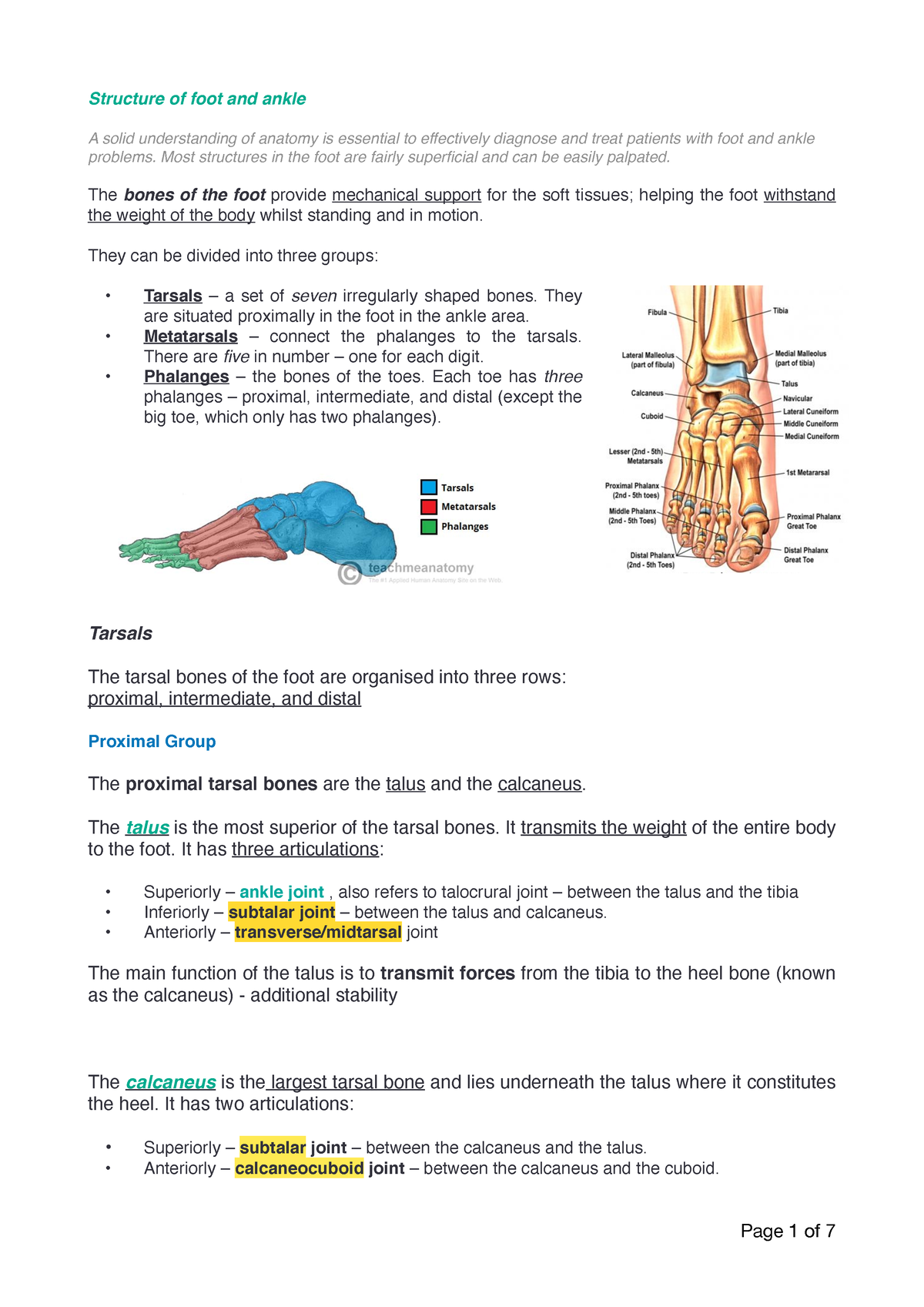 Anatomy 4113 Foot and ankle - Structure of foot and ankle A solid ...