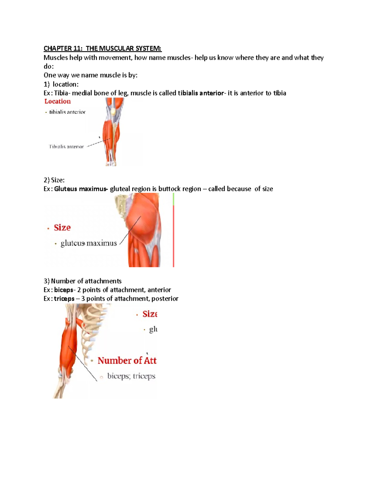 A&P Chapter 11+ LAB Muscular System - CHAPTER 11: THE MUSCULAR SYSTEM ...