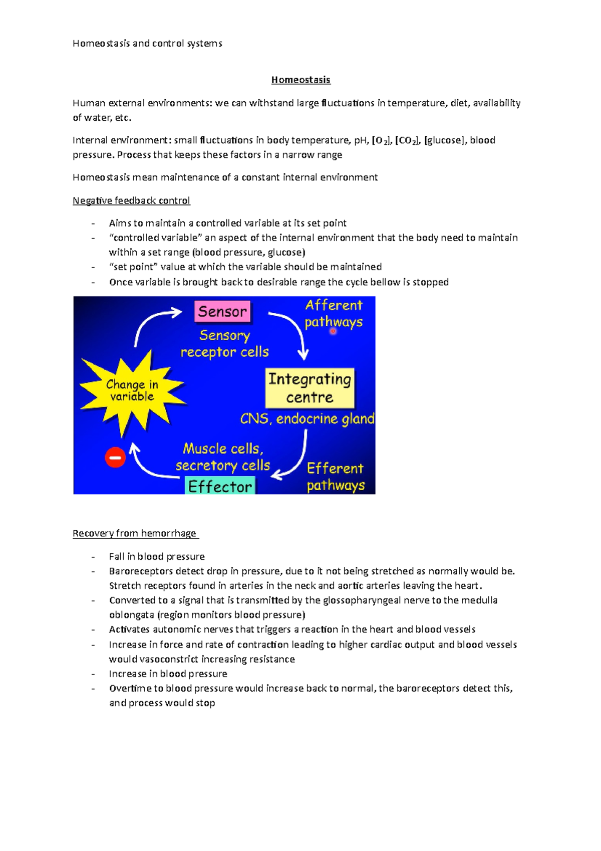 Homeostasis and control systems - Homeostasis Human external ...