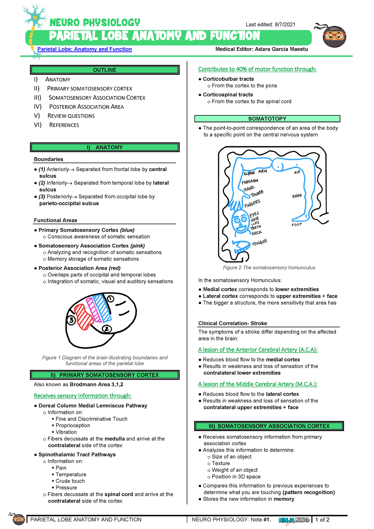 Cerebrum Parietal Lobe Anatomy & Function atf - PARIETAL LOBE ANATOMY ...