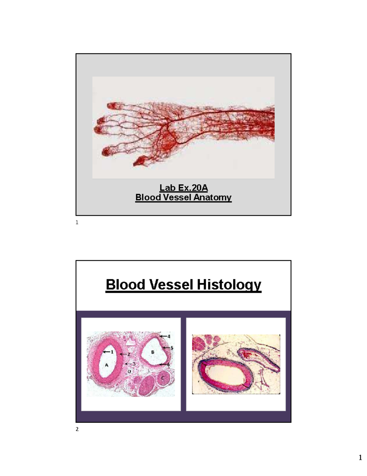 Lab 20A Blood Vessel Lab (notes) Lab Ex Blood Vessel Anatomy Blood Vessel Histology 1 2 Layers