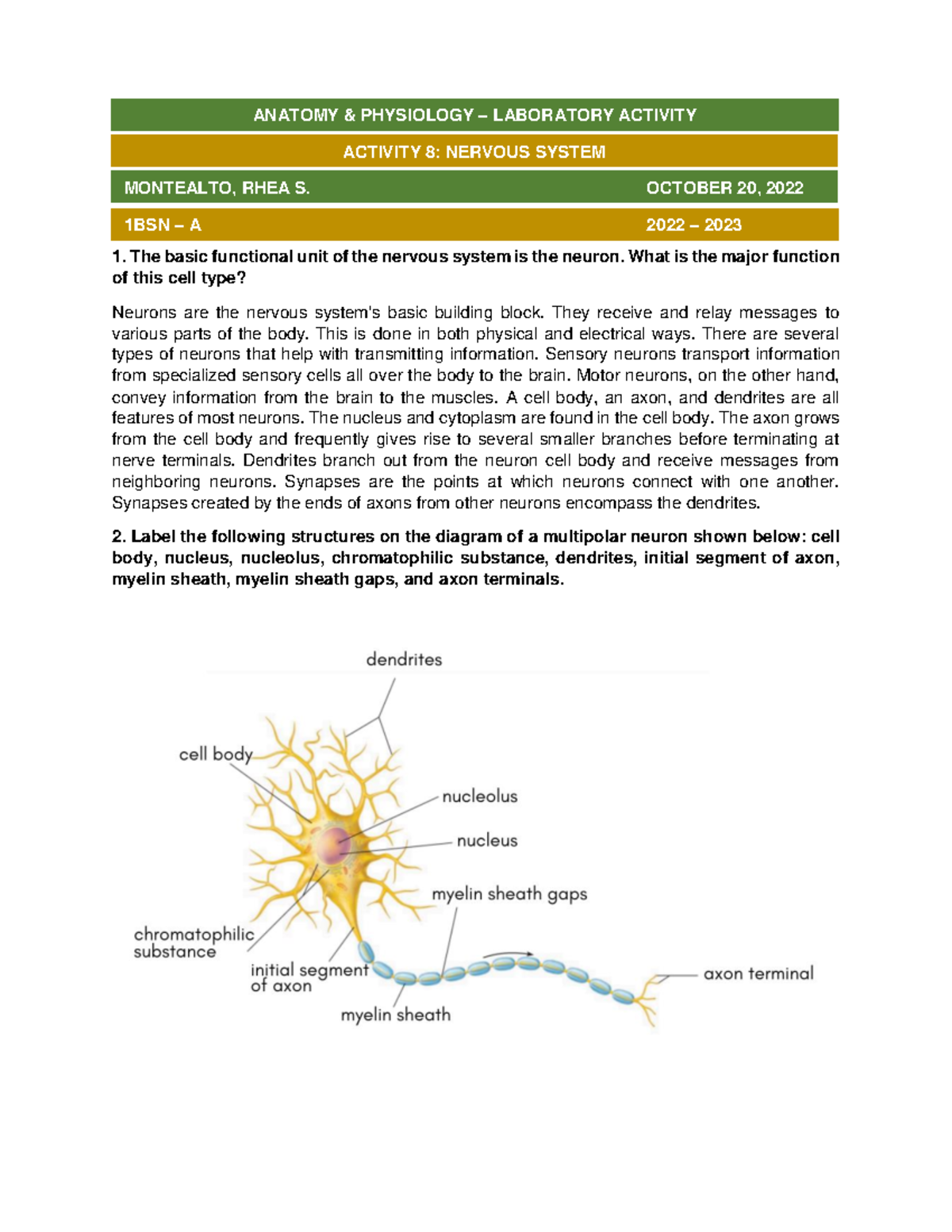 Activity 8 Nervous System The basic functional unit of the nervous