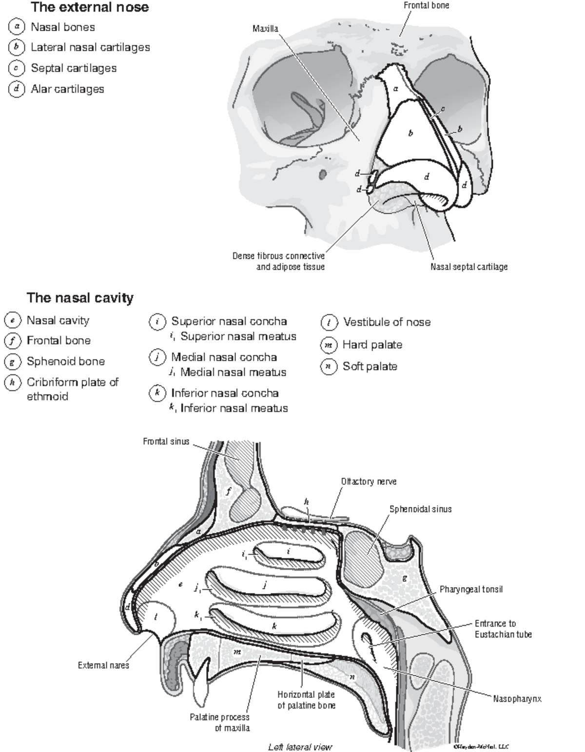 ACB14-2 Nose Nasal Cavity - Left lateral view Frontal bone Maxilla ...