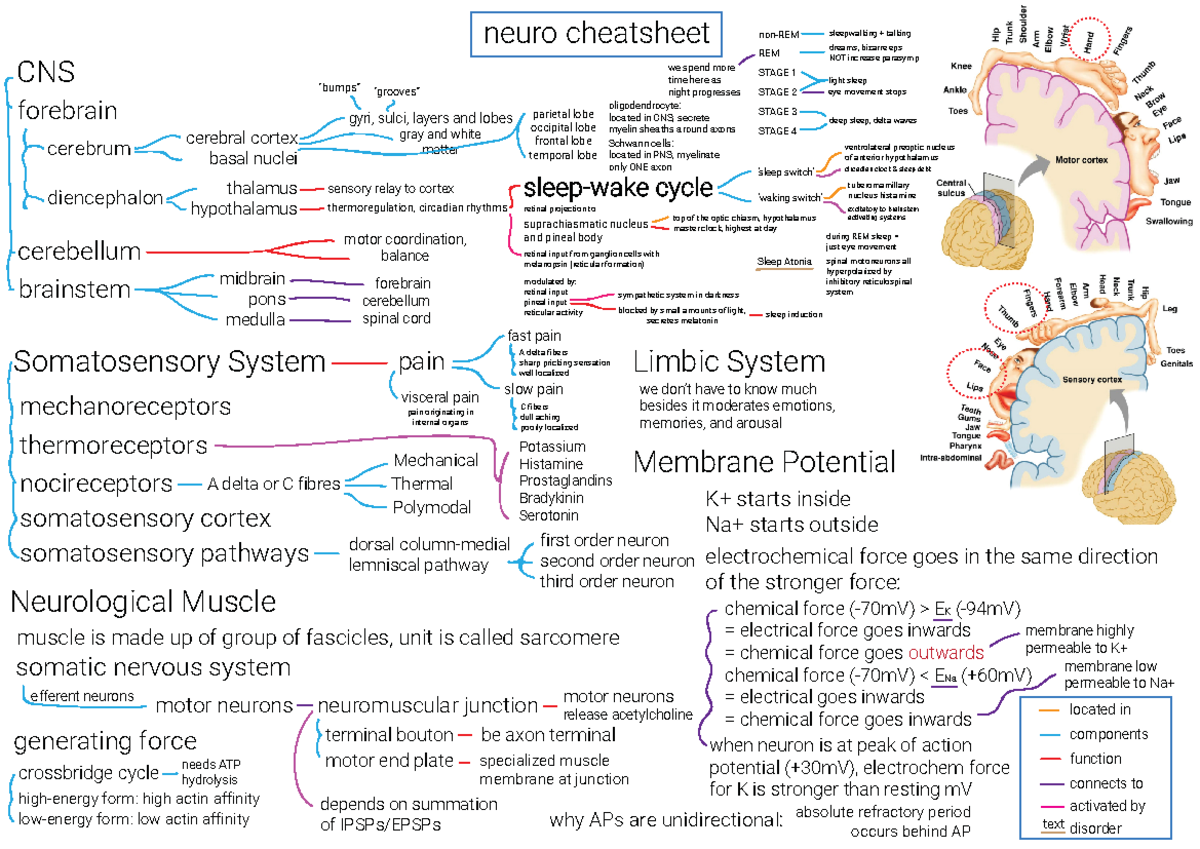 Neuro Concept Map (Cheat Sheet) - neuro cheatsheet CNS forebrain ...