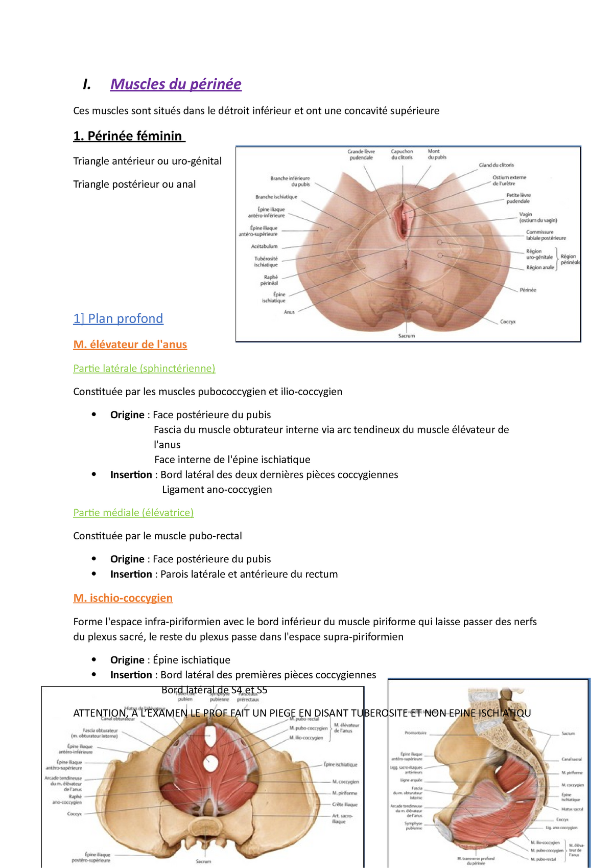 Anatomie du périnée profond et du périnée superficiel