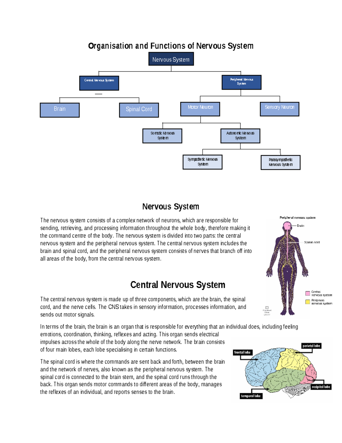 Unit 9A - Organisations and Functions of Nervous System - Central ...