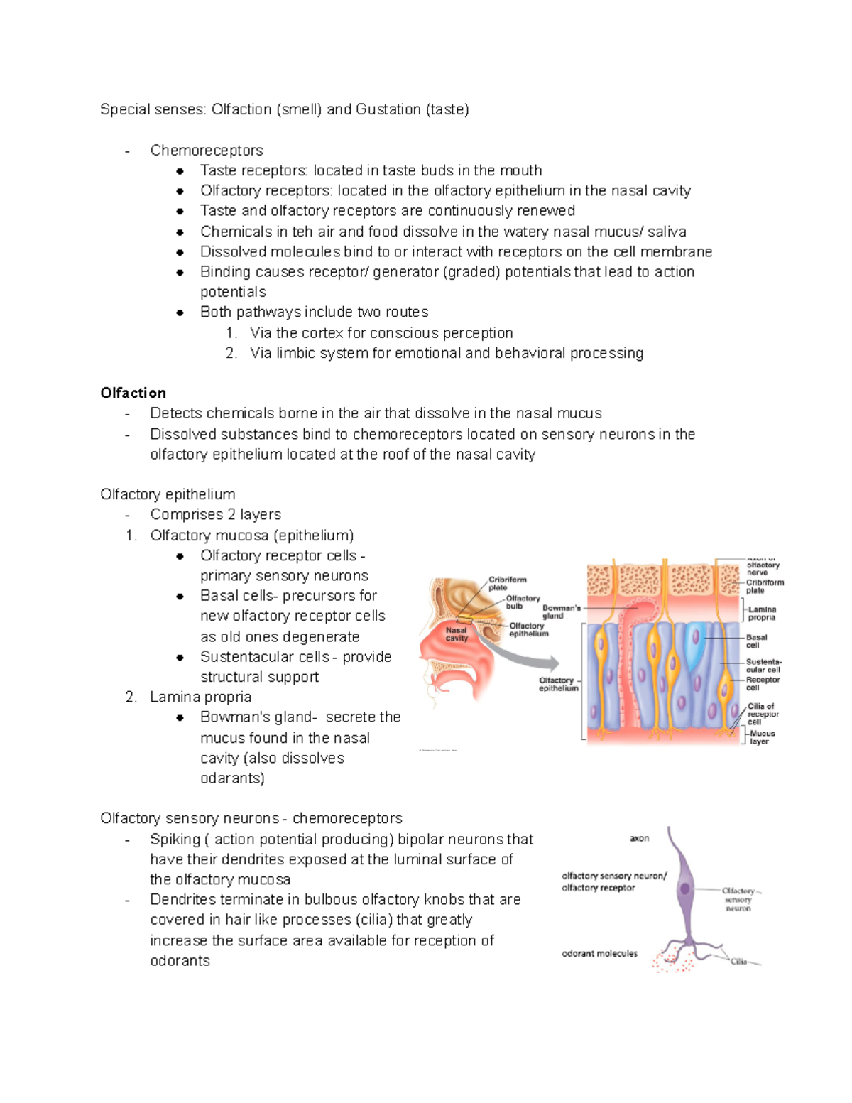 Special Senses Olfaction (smell) And Gustation (taste) - Special Senses ...