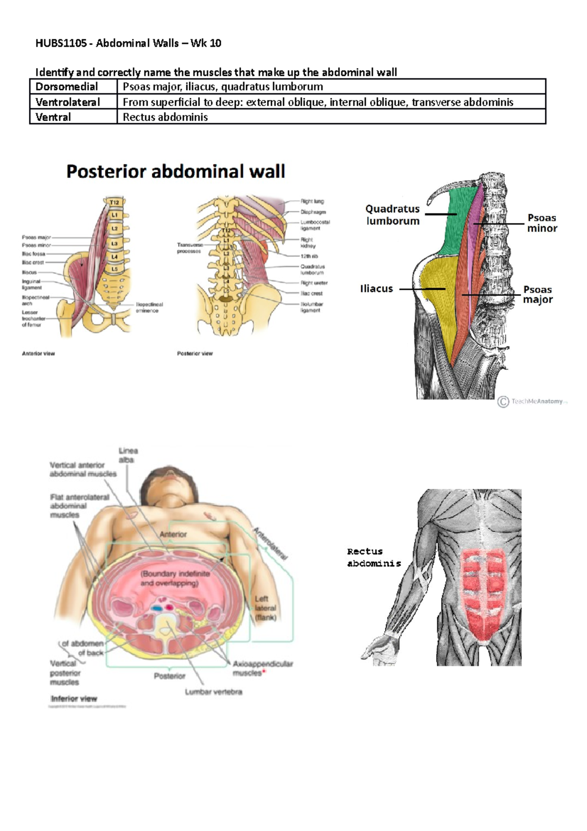 Musculoskeletal Anatomy week 10 Abdominal Walls - HUBS1105 Abdominal ...