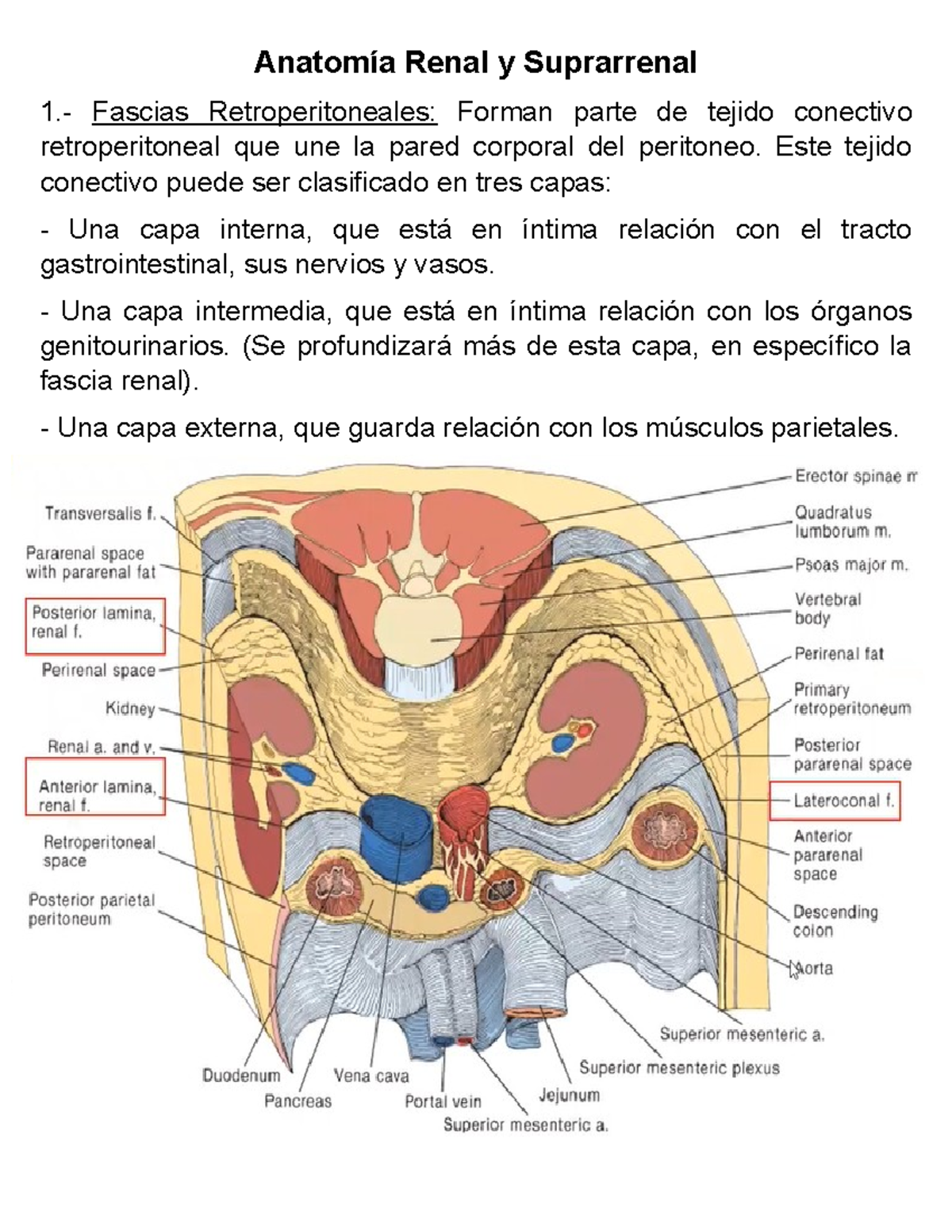 Riñon - Anatomía Renal y Suprarrenal 1.- Fascias Retroperitoneales ...