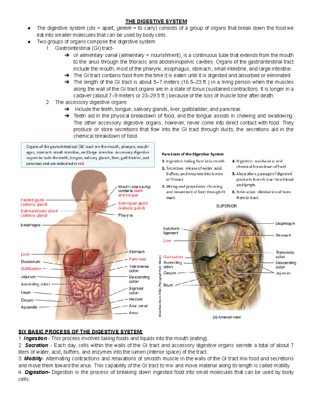 THE Digestive System - THE DIGESTIVE SYSTEM The digestive system (dis ...