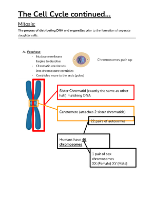 Copy of Mitosis vs Meiosis Chart Blank 2023 - Comparison of Mitosis and ...
