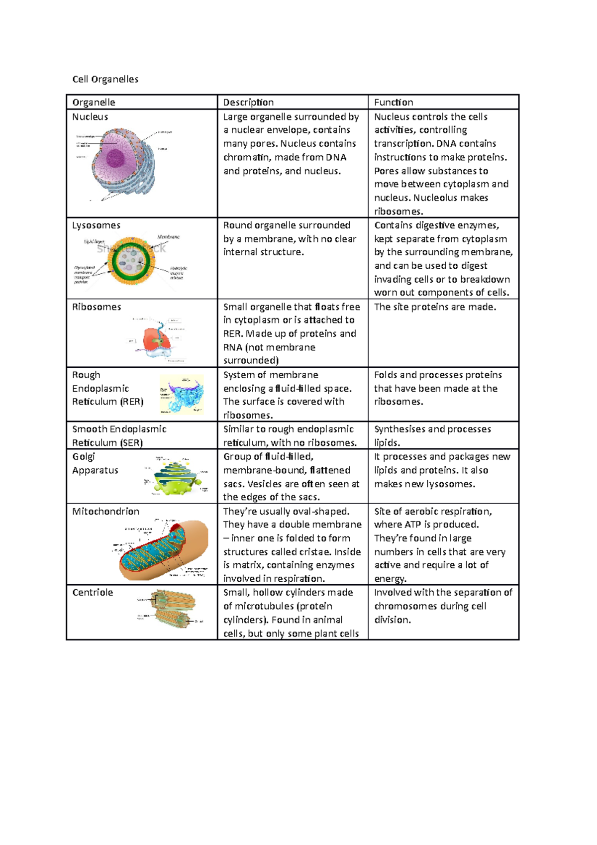 A; Cell Organelles - Orgenelles of cells - Cell Organelles Organelle ...