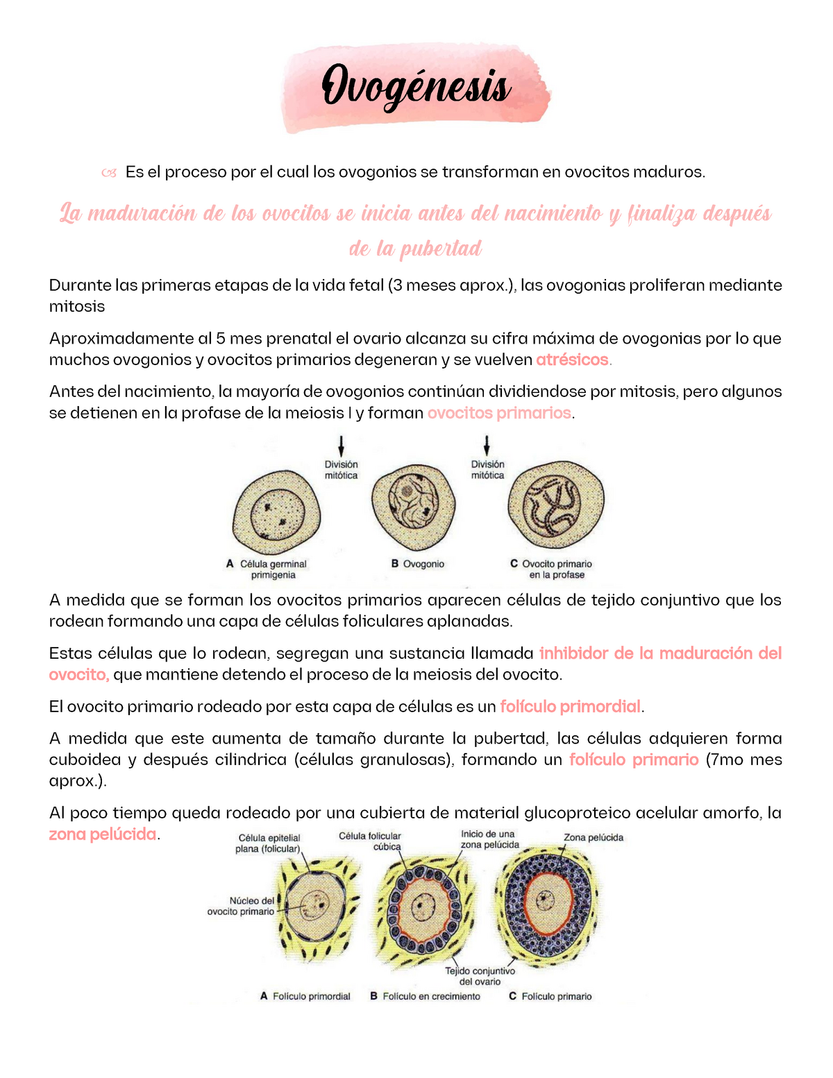 Ovogénesis Es El Proceso Por El Cual Los Ovogonios Se Transforman En