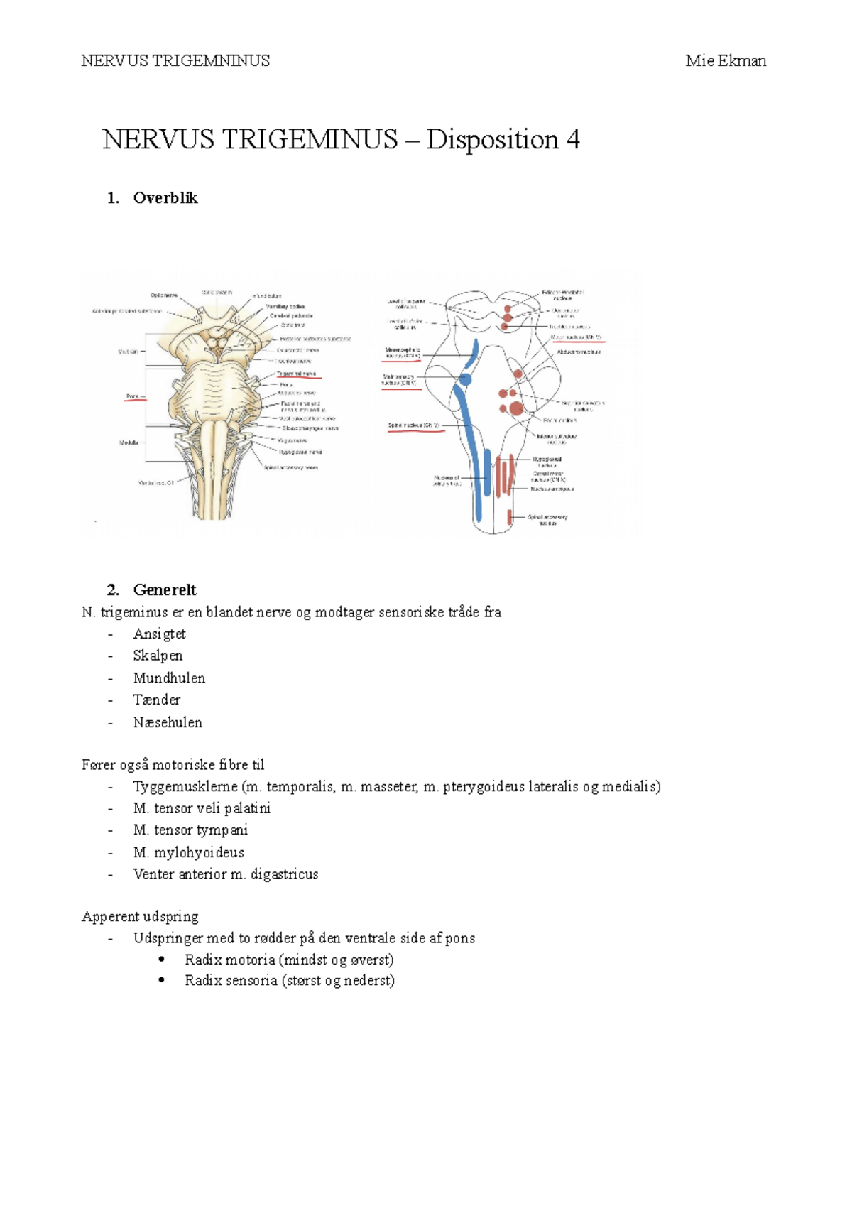 4. Nervus Trigeminus – Disposition - NERVUS TRIGEMINUS – Disposition 4 ...