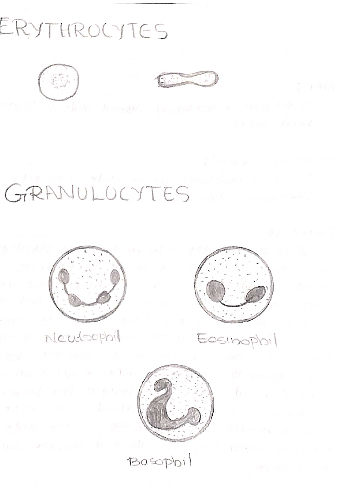 +2 Zoology Practical Record (15) Plus two science Studocu