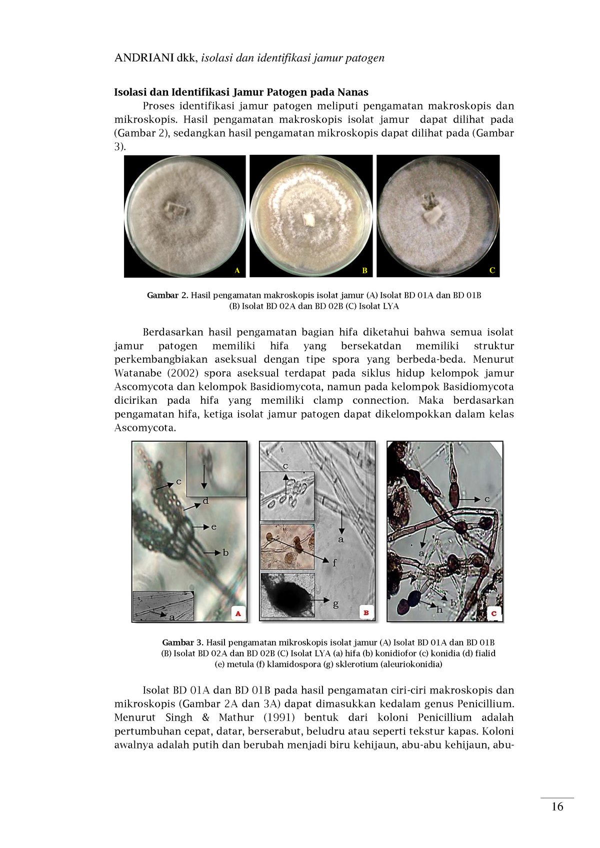 Neurospora crassa – Jamur yang Bermanfaat dalam Pembuatan Berbagai Produk