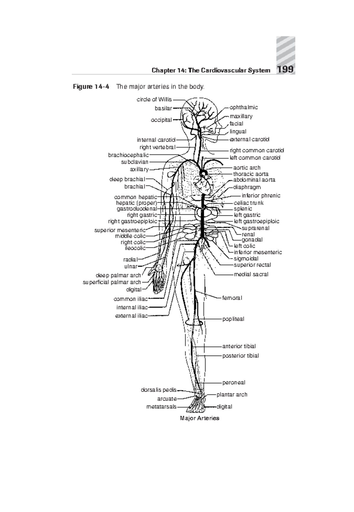 Control of respiration - Chapter 14: The Cardiovascular System 199 ...