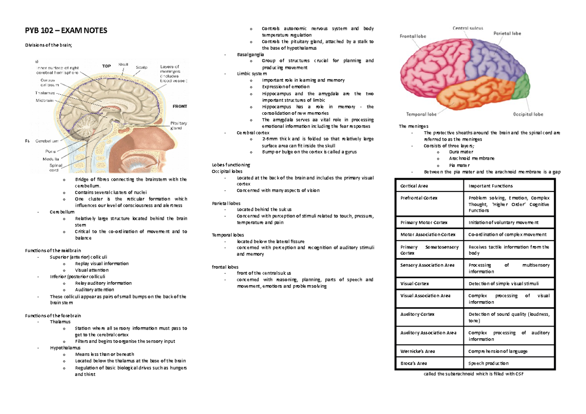 PYB 102 - EXAM Notes - PYB 102 – EXAM NOTES Divisions Of The Brain ...