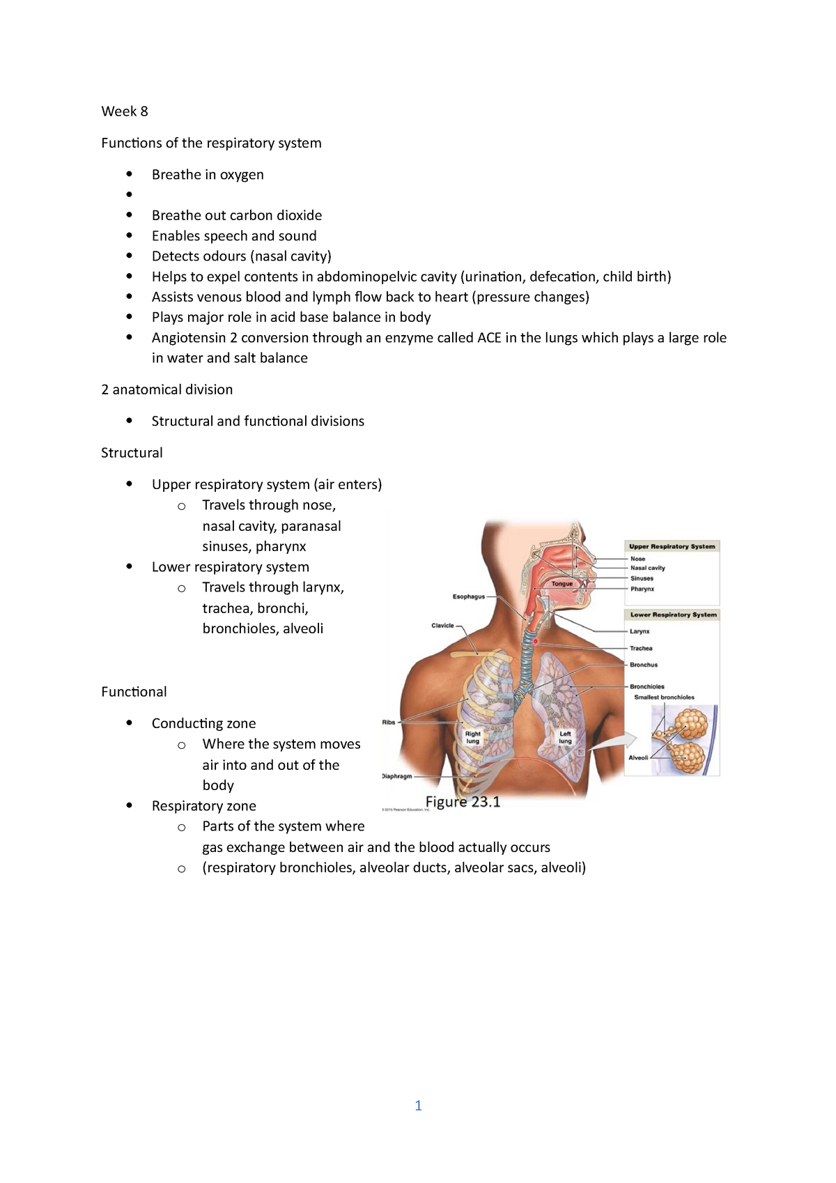 Wk 8 Respiratory Lecture Notes Week 8 Week 8 Funcions Of The