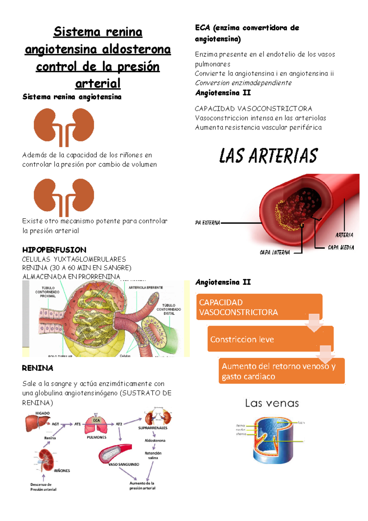 7Sistema renina angiotensina aldosterona GuytonFisiologia Sistema 7Sistema renina angiotensina aldosterona GuytonFisiologia Sistema