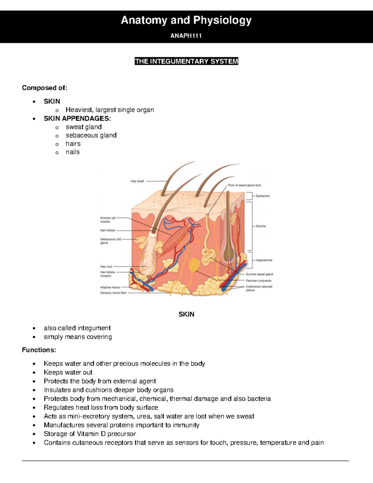 Anaph 11-THE Integumentary System - Anatomy and Physiology ANAPH THE ...