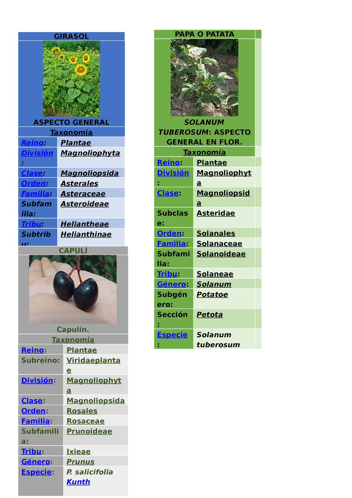 Botanica - GIRASOL PAPA O PATATA ASPECTO GENERAL Taxonomía Reino: Plantae  División Magnoliophyta : - Studocu
