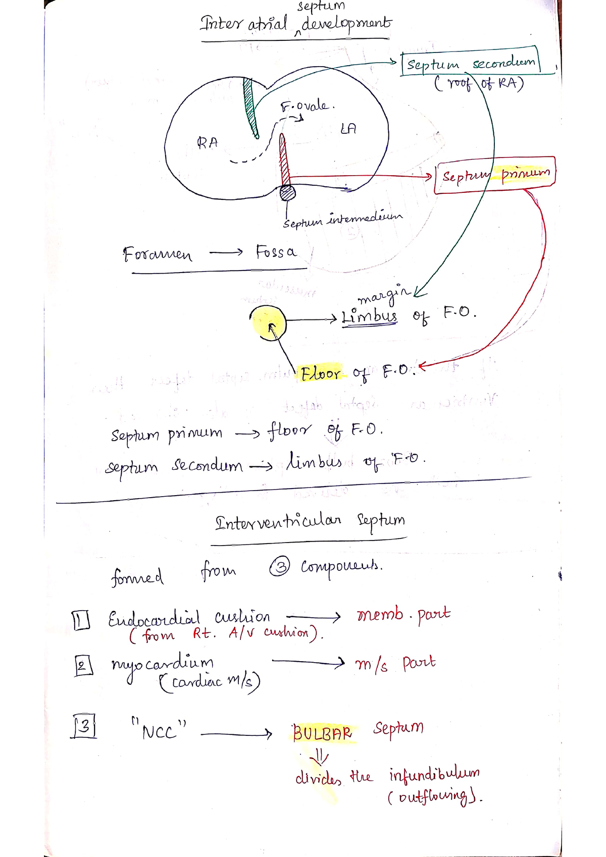 IA, IV Septum and Diaphragm development - Pharmacy - Studocu