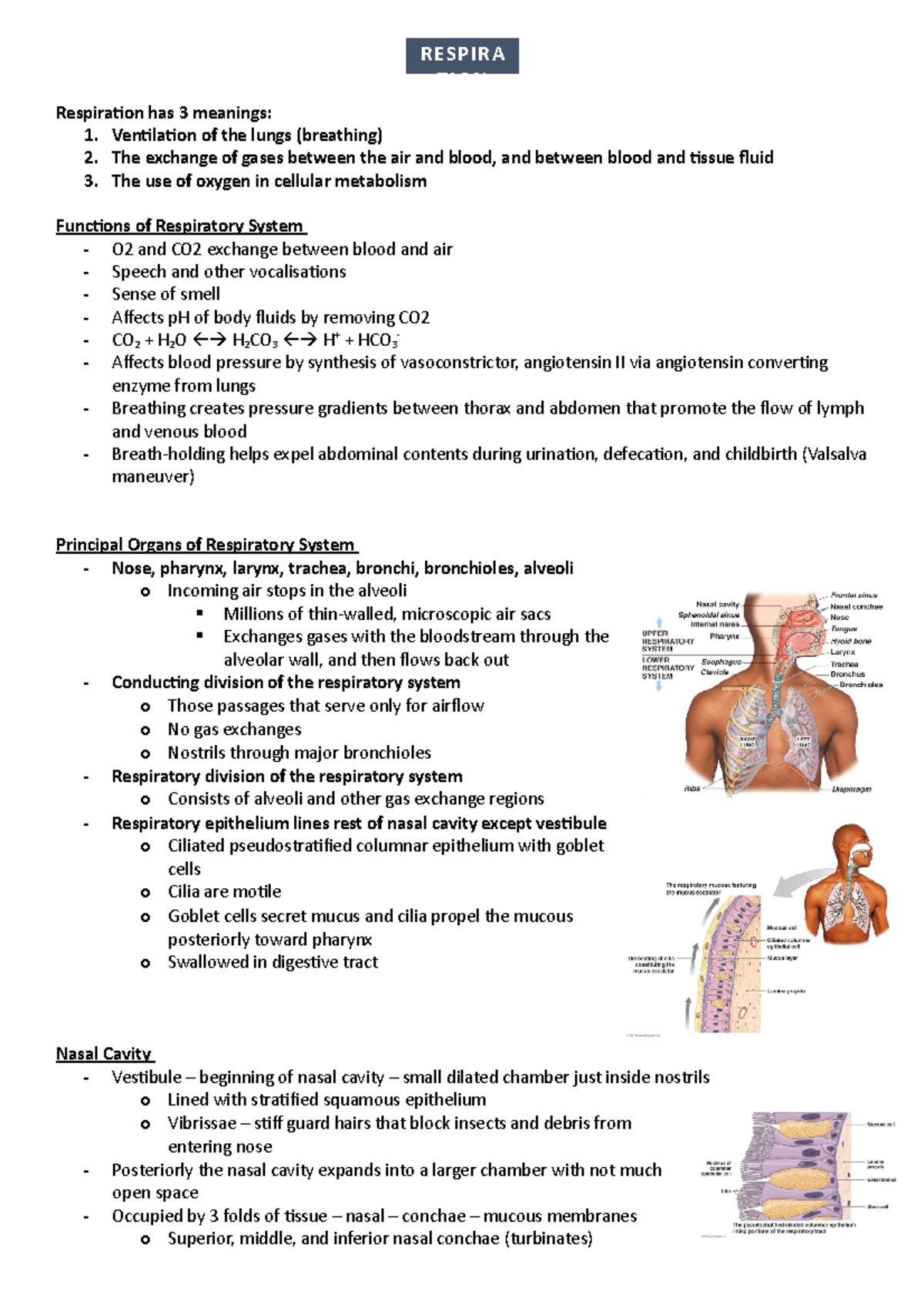 Respiration LEC 1,2,3 - Respiration has 3 meanings: 1. Ventilation of ...