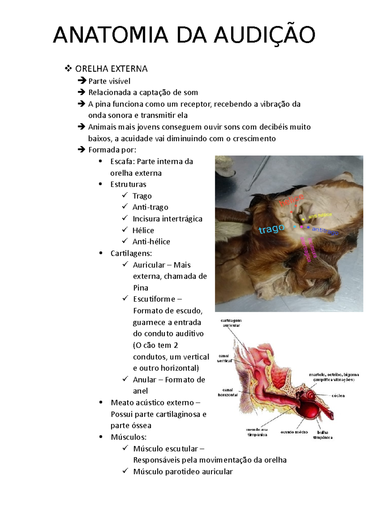 Anatomia DA Audição - Aula - Roberto - ANATOMIA DA AUDIÇÃO ORELHA ...