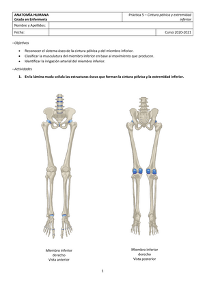 Cintura pelvica - Tareas - CARRERA: Fisioterapia FACULTAD: Facultad de  Enfermería y Ciencias del - Studocu