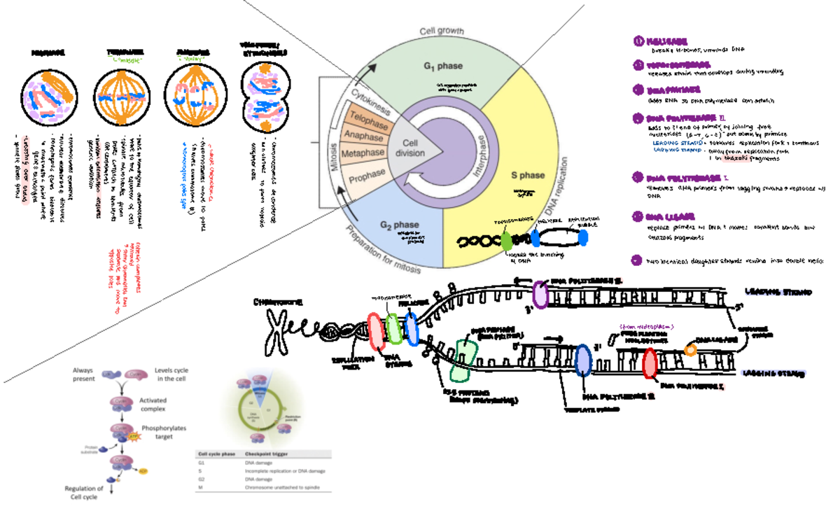 7.1 DNA Structure AND Replication - TELO PHASEl 1 HELICASE PROPHASE ...