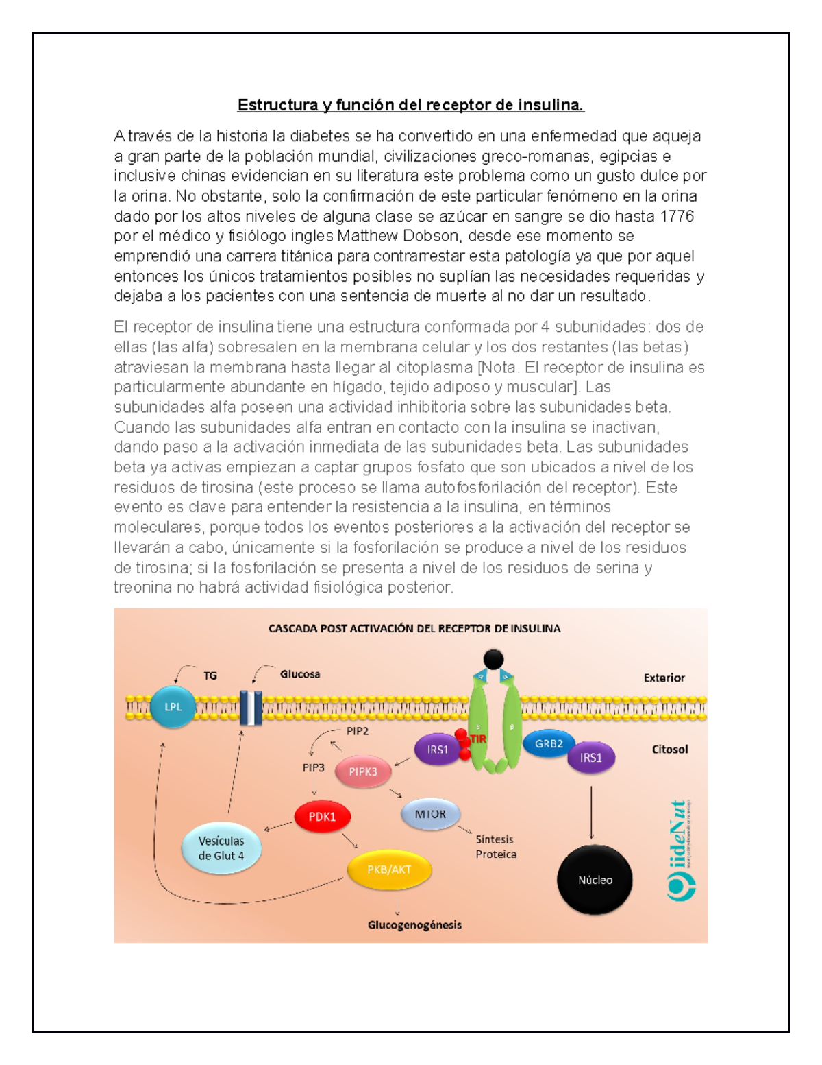 Estructura y función del receptor de insulina - A través de la historia ...