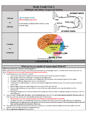 Unit 2 SG pathophys - NU 545 Unit 2 Study Guide 1. Review the anatomy ...