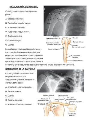 Cintura escapular vista anterior La cintura escapular es la articulación  que conecta los huesos de los brazos con los huesos de la col