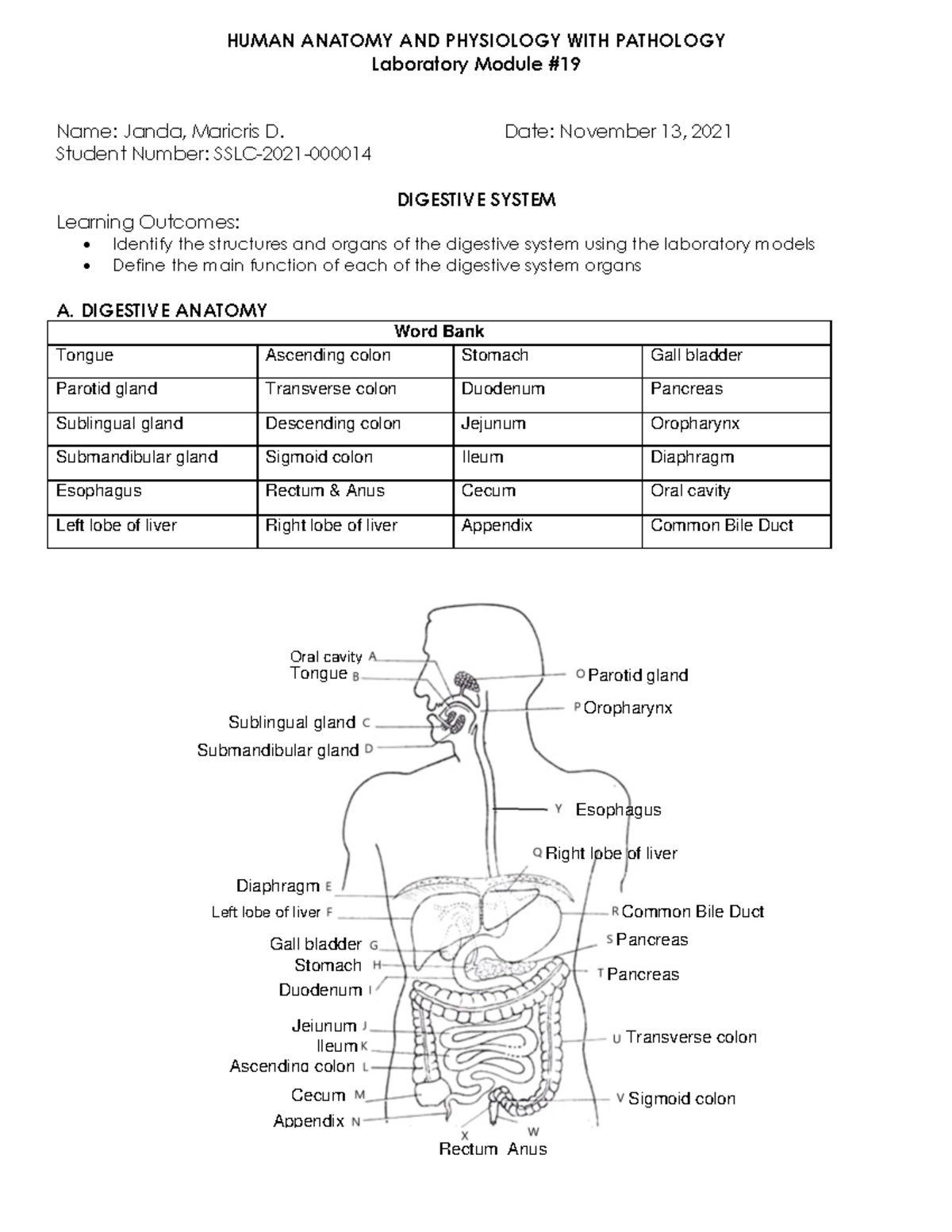 Digestive System - Laboratory Module # 19 Name: Janda, Maricris D. Date ...