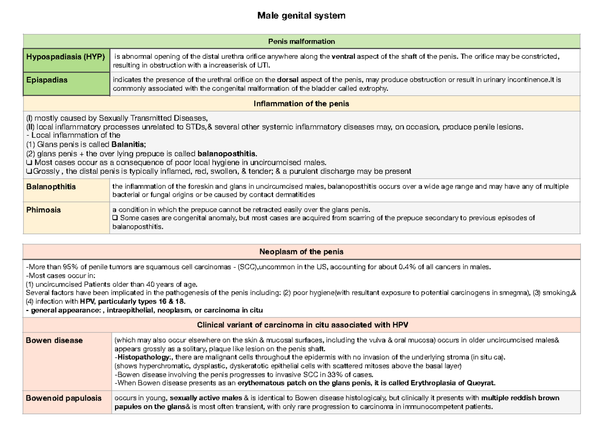 Patho-male-mid - kk;l;l;l - Male genital system Penis malformation ...