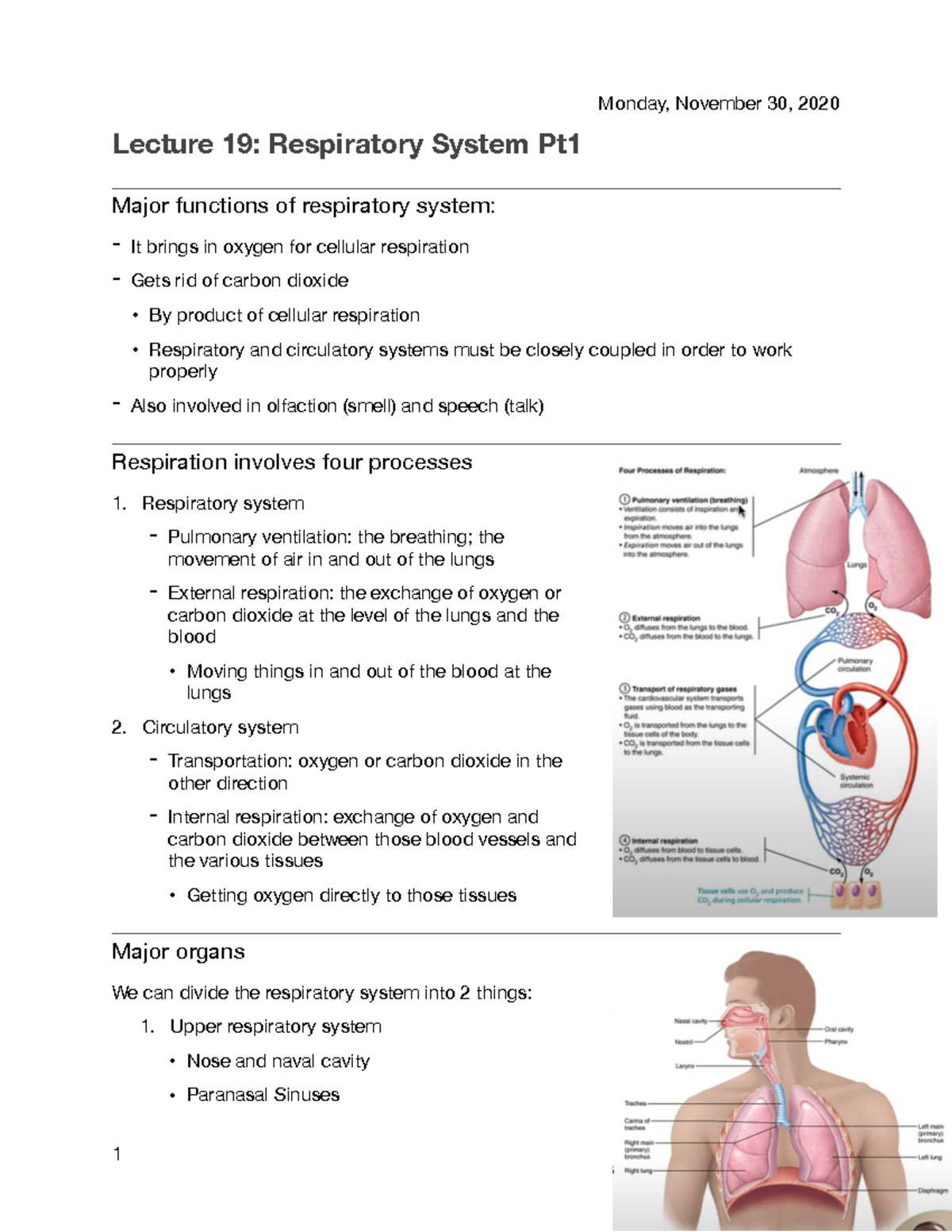 Lecture 19: Respiratory System Pt1 - Studocu